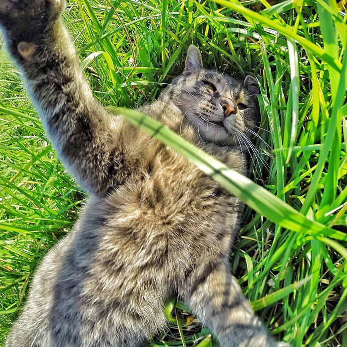 manny-cat-takes-selfies-dogs-gopro-4