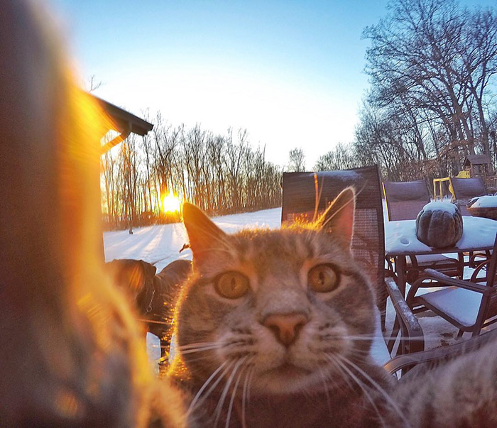 manny-cat-takes-selfies-dogs-gopro-1