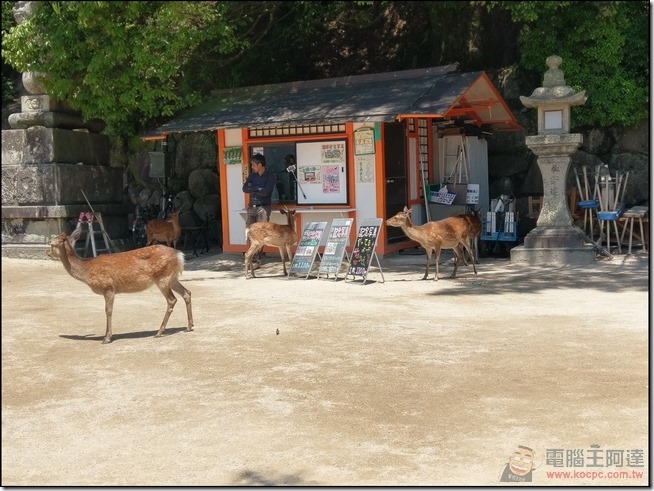 嚴島自由行-11