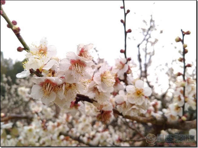 日本岡山交通彙整-31