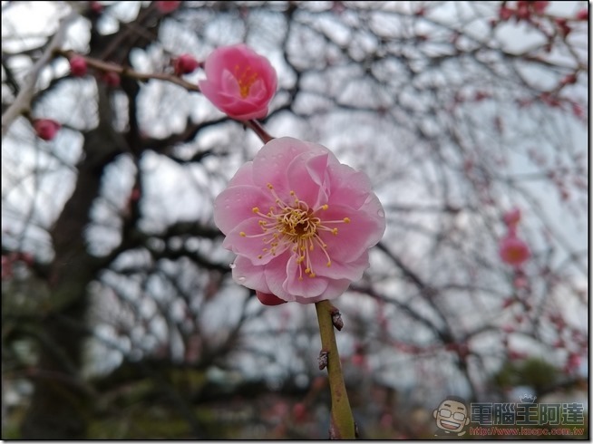 ASUS-ZenFone3-Zoom-樣張-17