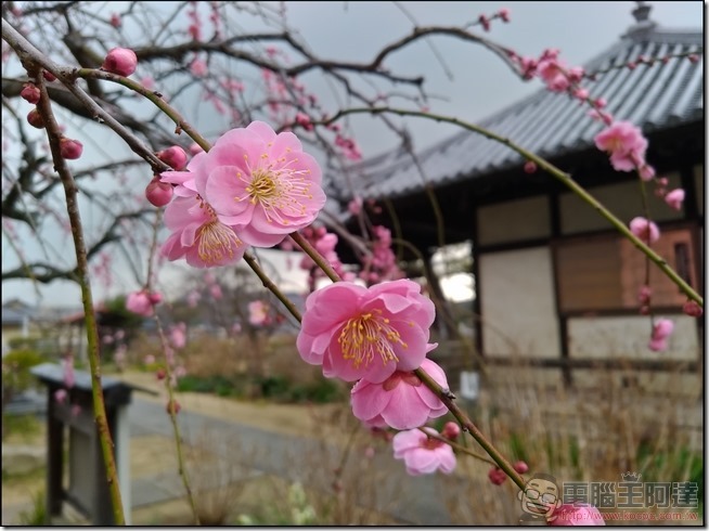 ASUS-ZenFone3-Zoom-樣張-19