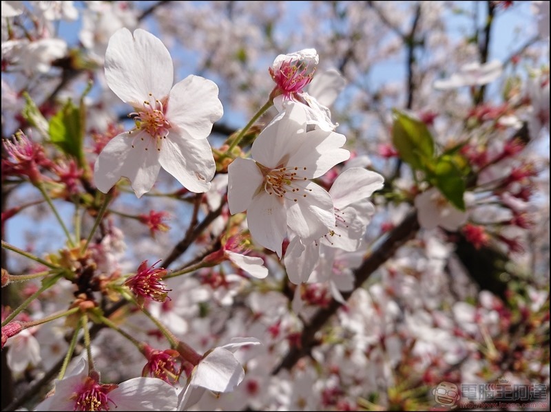 nEO_IMG_井之頭公園 (6)