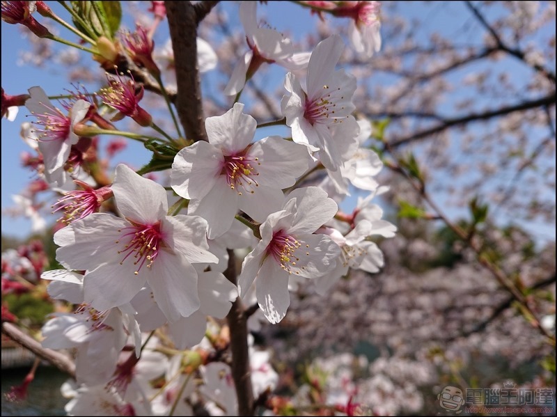 nEO_IMG_井之頭公園 (7)