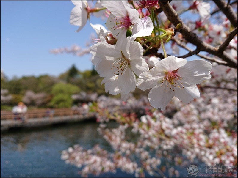 nEO_IMG_井之頭公園 (8)