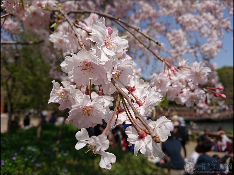 nEO_IMG_井之頭公園 (9)