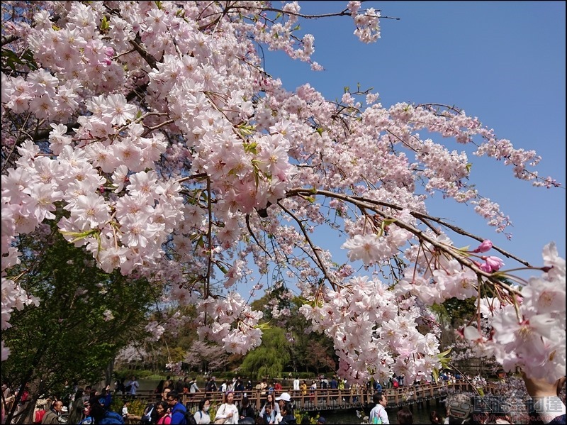 nEO_IMG_井之頭公園 (11)