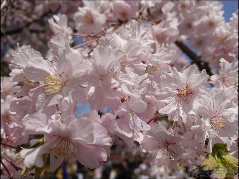 nEO_IMG_井之頭公園 (12)