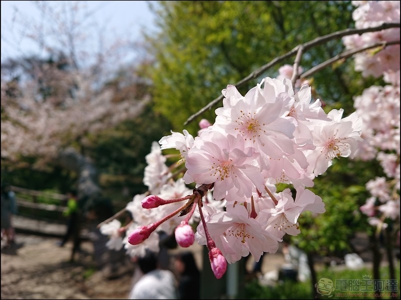 nEO_IMG_井之頭公園 (13)