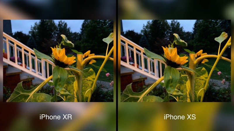 Iphonexrxsflower 800x450