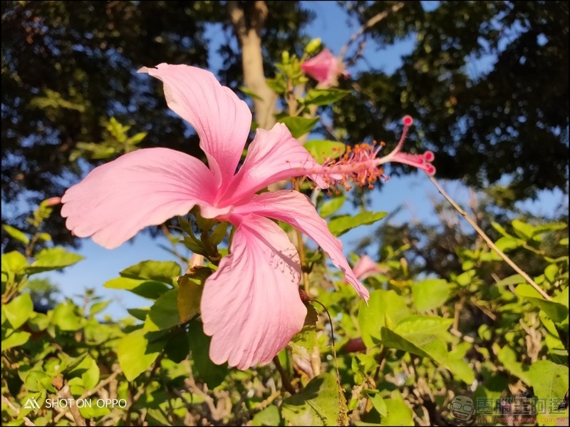 OPPO R17 Pro 拍照樣張 - 19