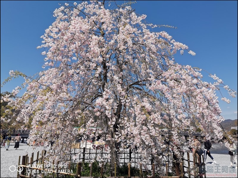 HUAWEI P30 Pro 京都大阪賞櫻隨手拍 - 02