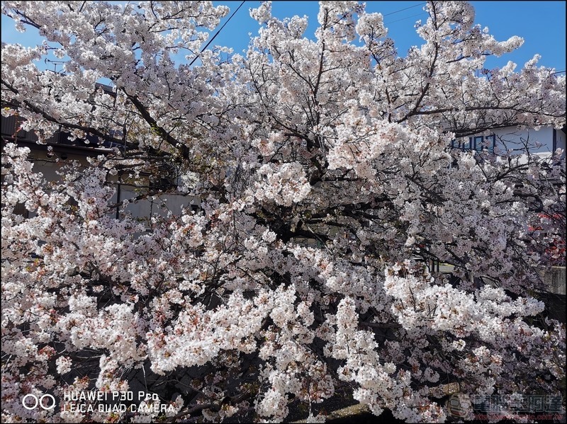 HUAWEI P30 Pro 京都大阪賞櫻隨手拍 - 03