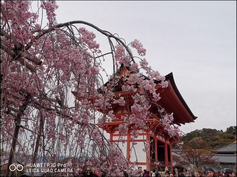 HUAWEI P30 Pro 京都大阪賞櫻隨手拍 - 07