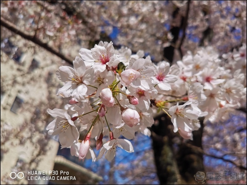 HUAWEI P30 Pro 京都大阪賞櫻隨手拍 - 08