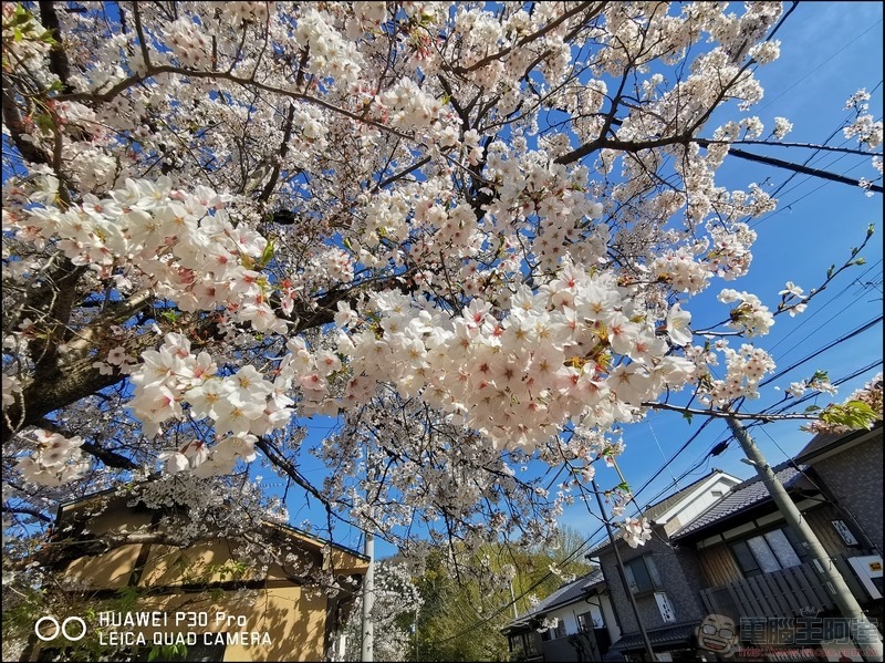 HUAWEI P30 Pro 京都大阪賞櫻隨手拍 - 09