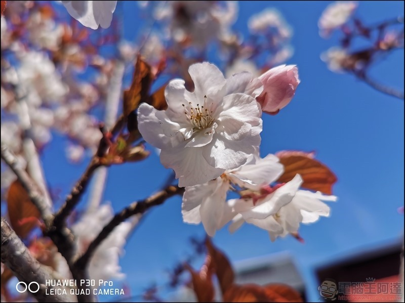 HUAWEI P30 Pro 京都大阪賞櫻隨手拍 - 12