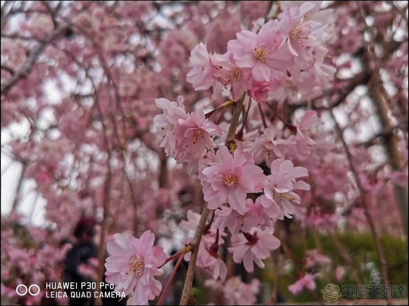 HUAWEI P30 Pro 京都大阪賞櫻隨手拍 - 13