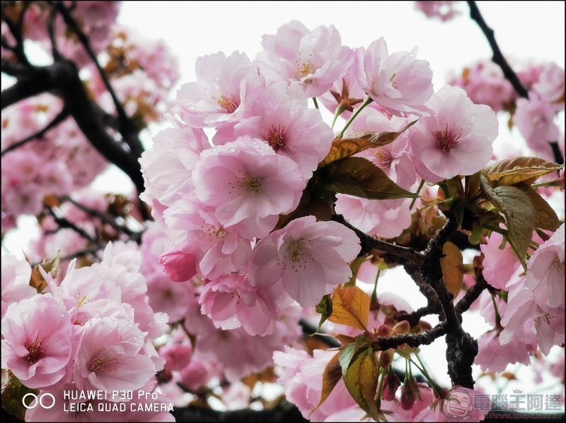 HUAWEI P30 Pro 京都大阪賞櫻隨手拍 - 14