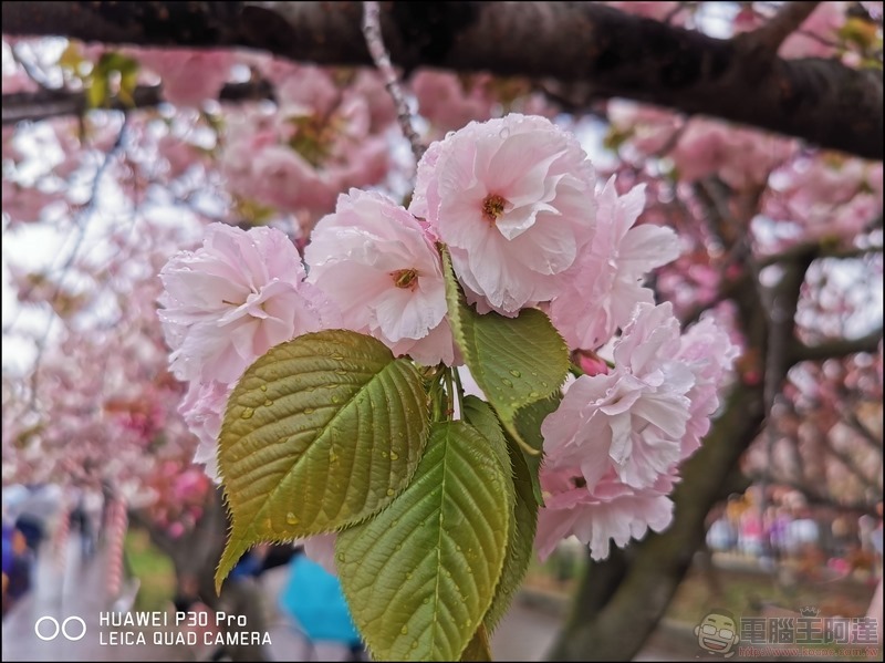 HUAWEI P30 Pro 京都大阪賞櫻隨手拍 - 15