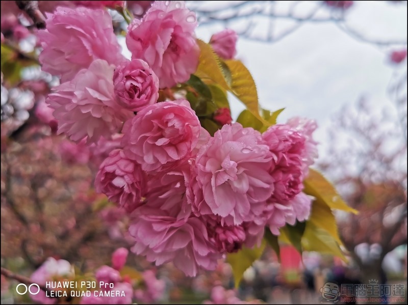 HUAWEI P30 Pro 京都大阪賞櫻隨手拍 - 17