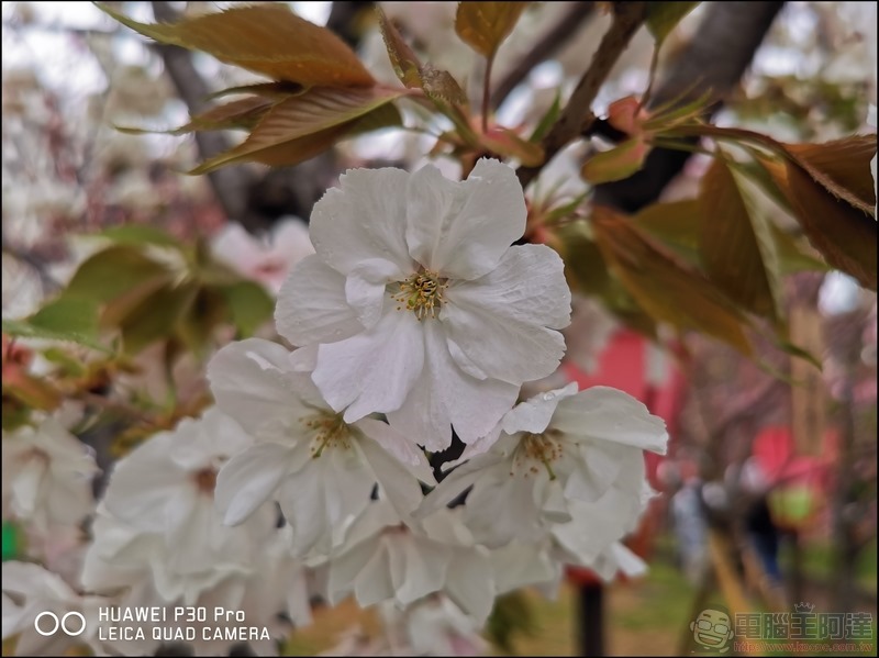 HUAWEI P30 Pro 京都大阪賞櫻隨手拍 - 18