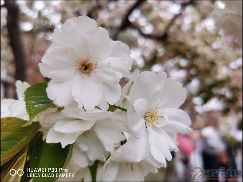 HUAWEI P30 Pro 京都大阪賞櫻隨手拍 - 19