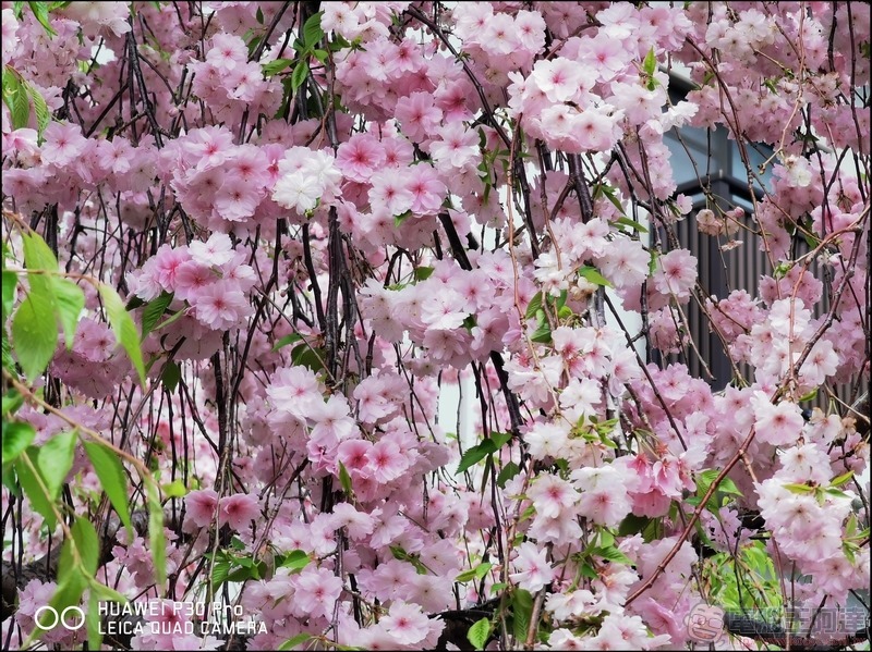 HUAWEI P30 Pro 京都大阪賞櫻隨手拍 - 20