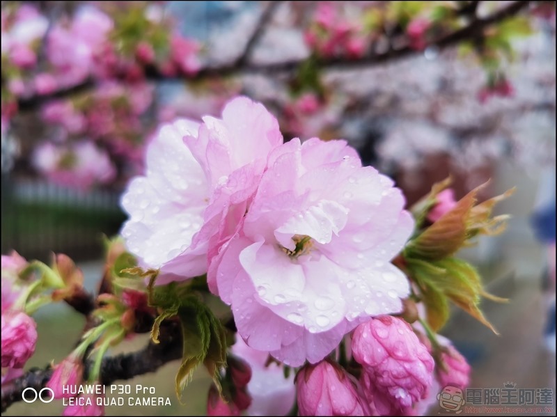 HUAWEI P30 Pro 京都大阪賞櫻隨手拍 - 21