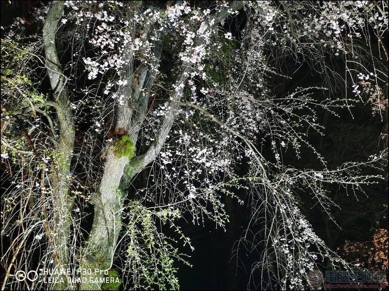 HUAWEI P30 Pro 京都大阪賞櫻隨手拍 - 32