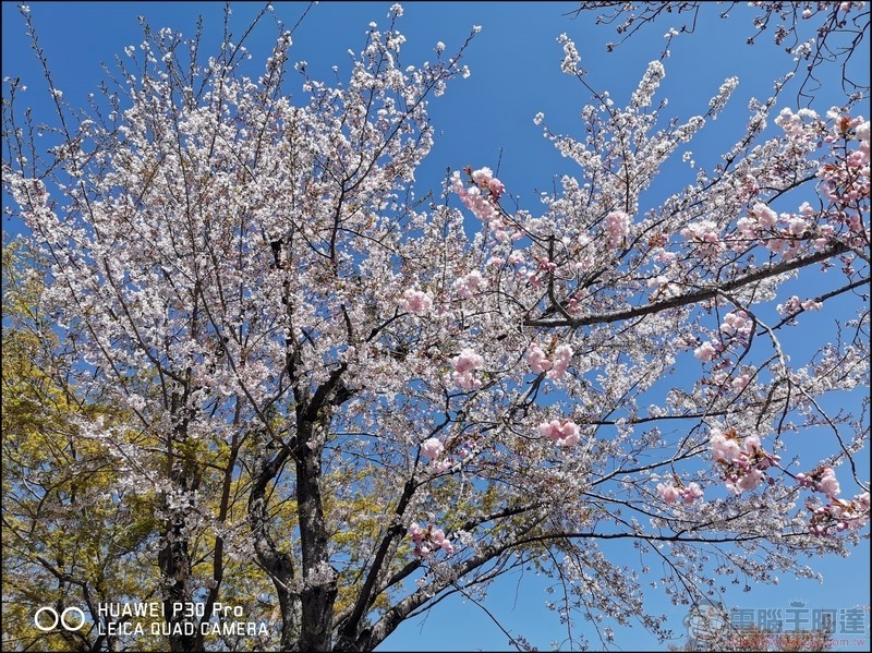 HUAWEI P30 Pro 京都大阪賞櫻隨手拍 - 44