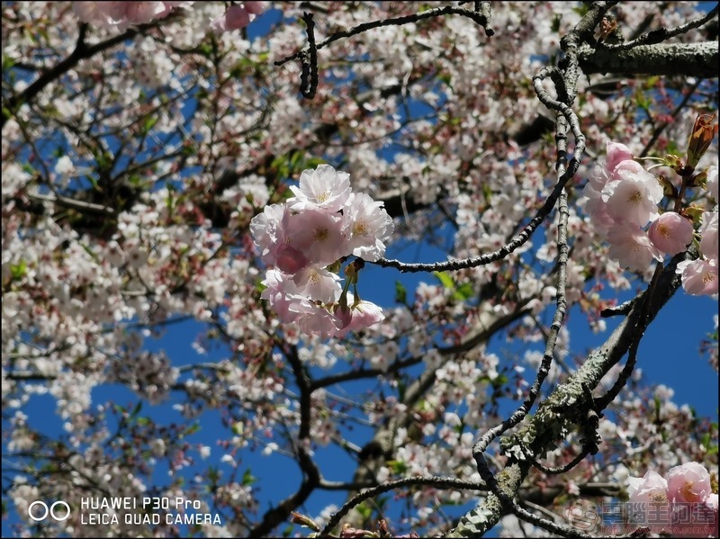 HUAWEI P30 Pro 京都大阪賞櫻隨手拍 - 45