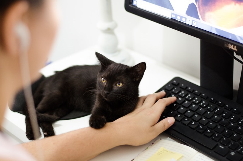 Windows 10生產力 ,black-cat-holding-persons-arm-1049764