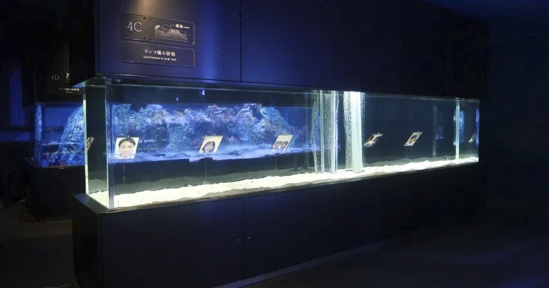 長時間休館造成「 花園鰻危機 」 日本水族館號招網友 Face Time 露臉互相療癒 - 電腦王阿達