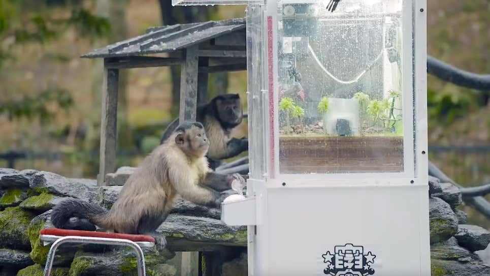 日本長崎 Bio Park 生態動物園成功讓一群猴子學會怎麼玩夾娃娃機 - 電腦王阿達