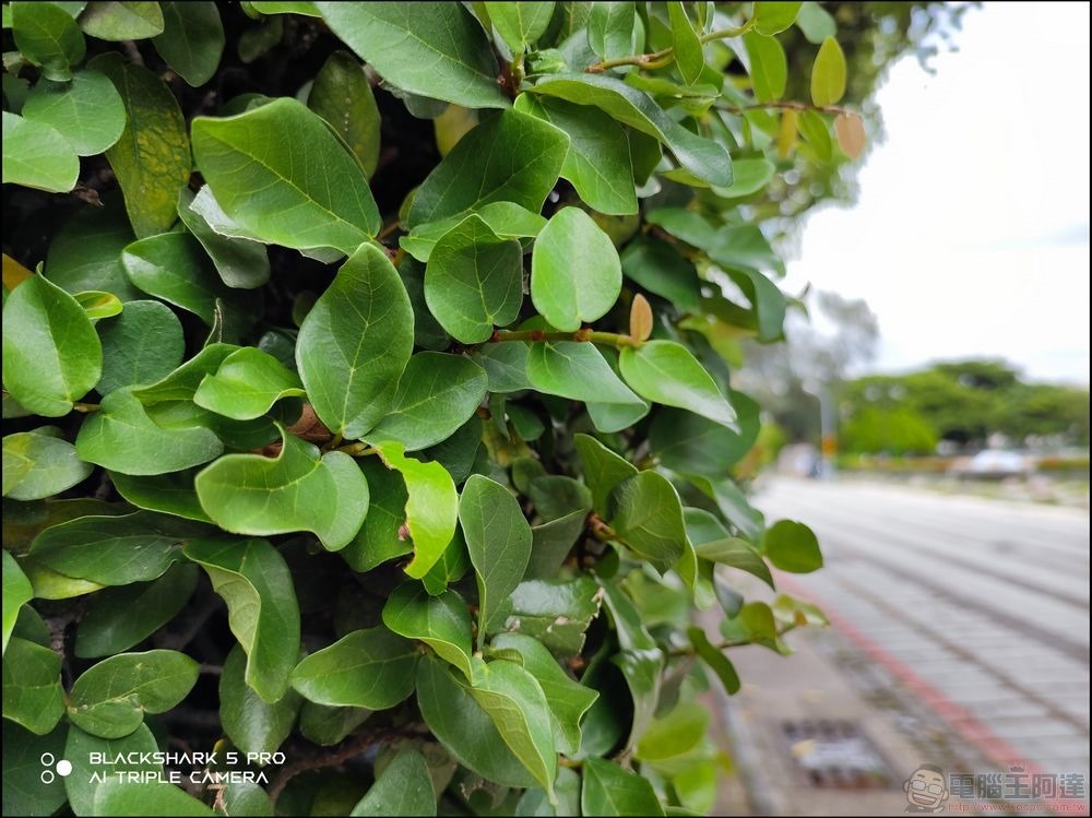 Black Shark 黑鯊 5 Pro 拍照樣張 - 07