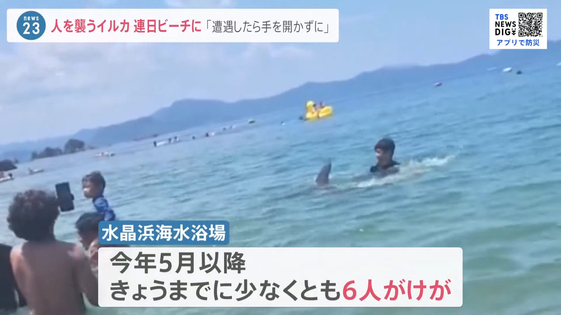 日本海水浴場發生六件野生海豚襲擊人類的事件？原因可能是貪玩或太熱情？ - 電腦王阿達