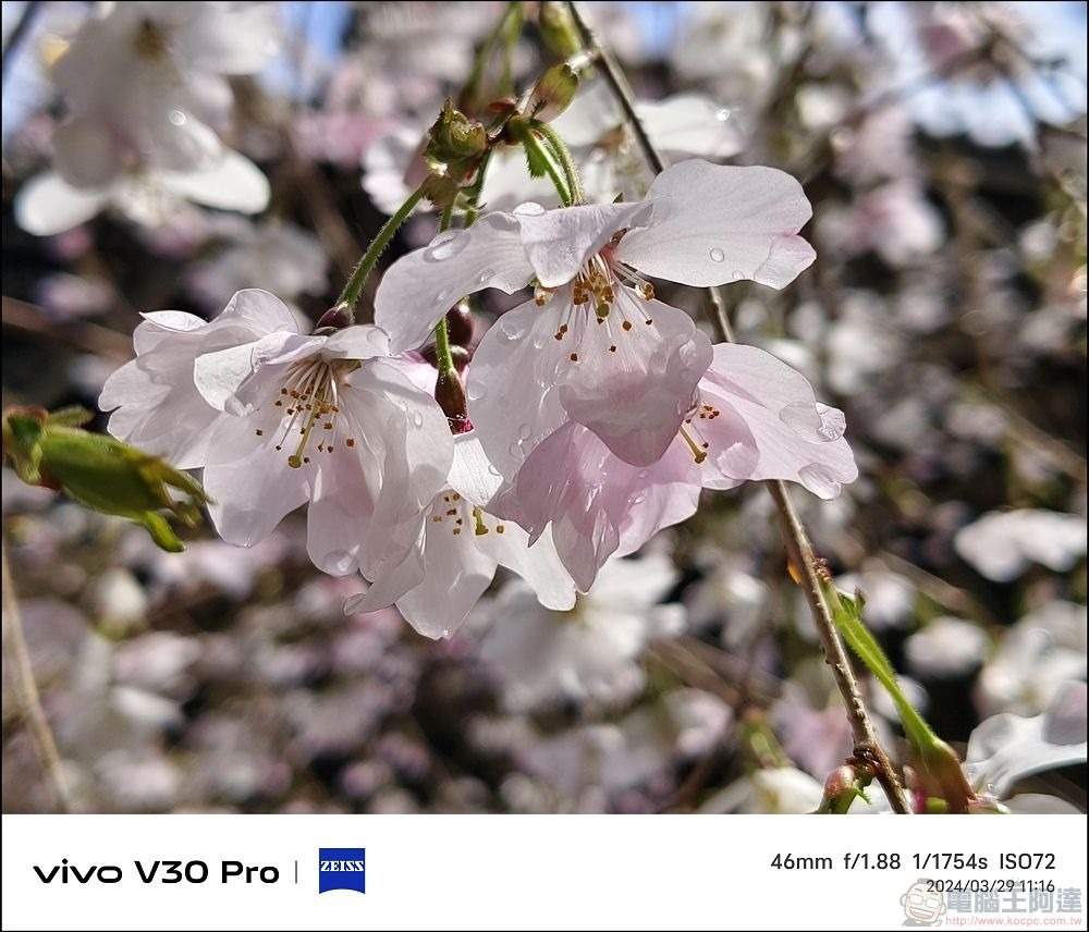 vivo V30 Pro 拍攝樣張 - 63