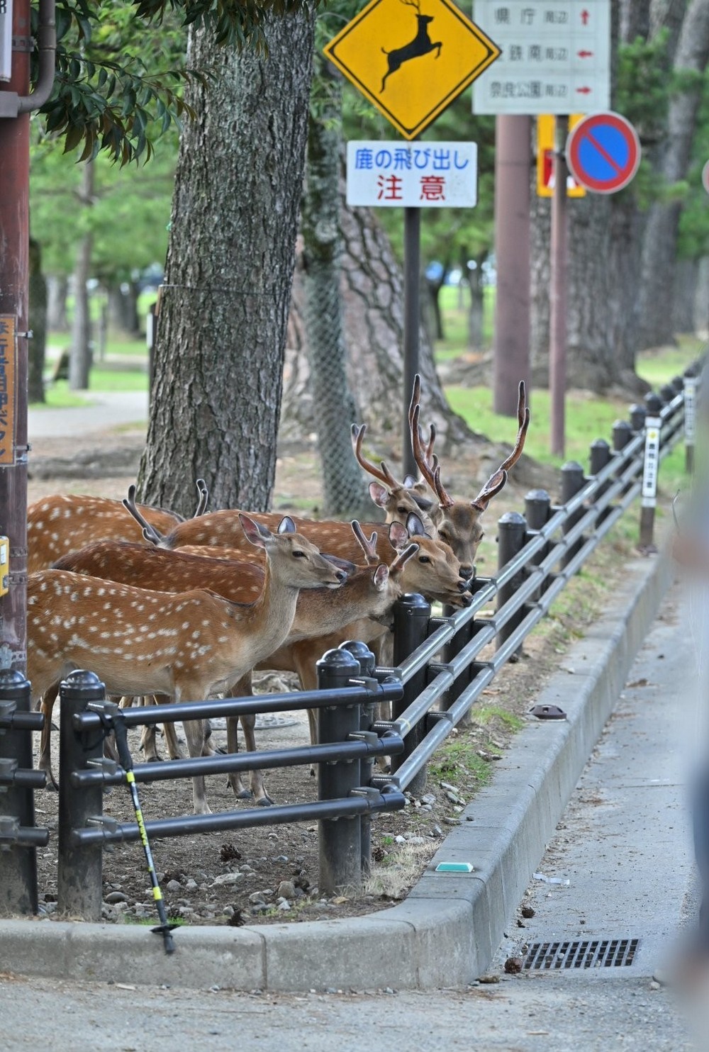 中國人暴力對待奈良鹿引發日本憤怒：日本網友與警方聯手對抗動物虐待 - 電腦王阿達