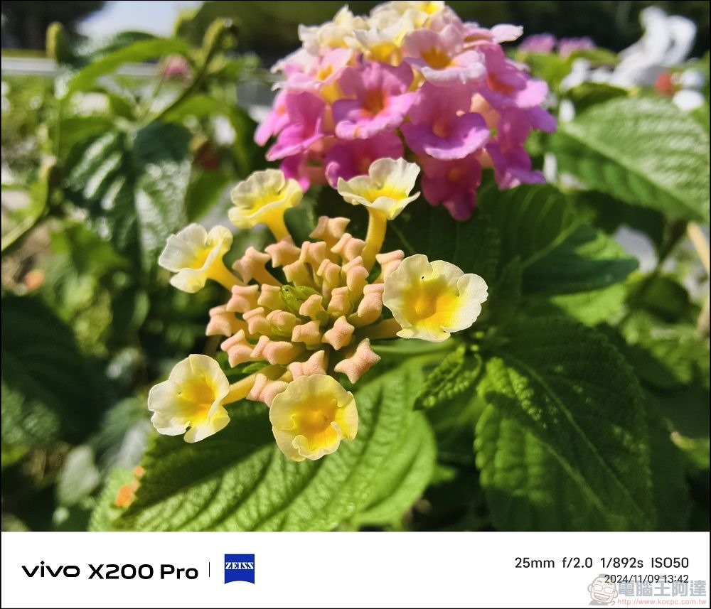 vivo X200 Pro 拍攝樣張 - 34