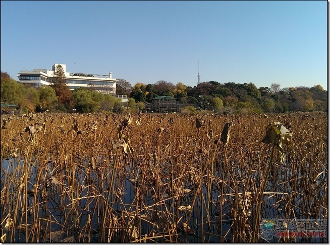 東京自由行之上野45